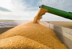 Organic growers have watched conventional crop prices rise over the past few months which has cut into their premiums. Photo: iStock/Getty Images