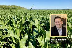 a corn field with an inset photo of Brunel Sabourin
