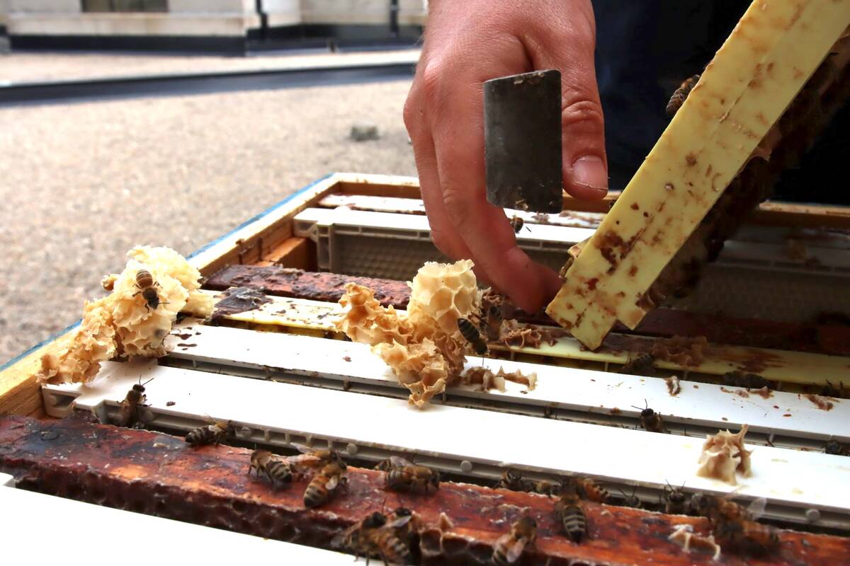 Beekeepers have a new option to help their hive health. Photo: Miranda Leybourne

