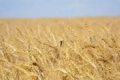 Wheat exports survive China pull-back