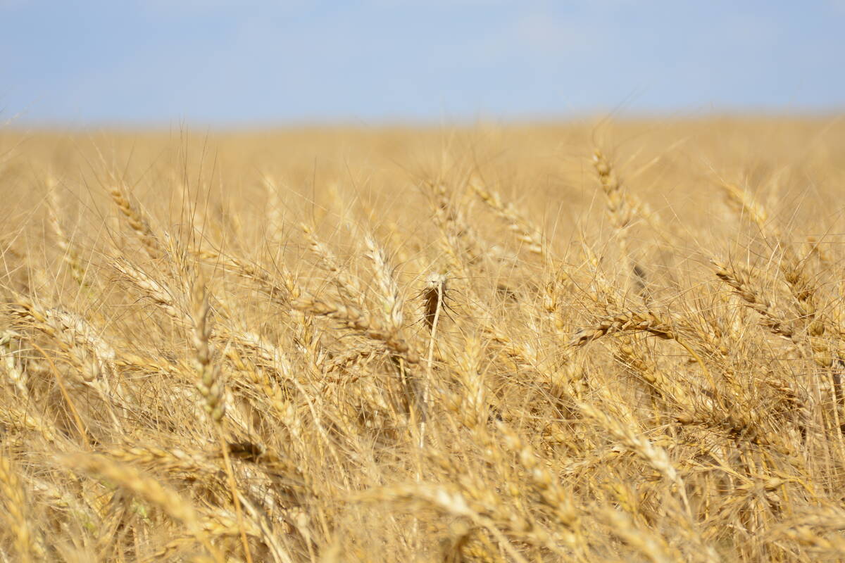 Wheat exports survive China pull-back
