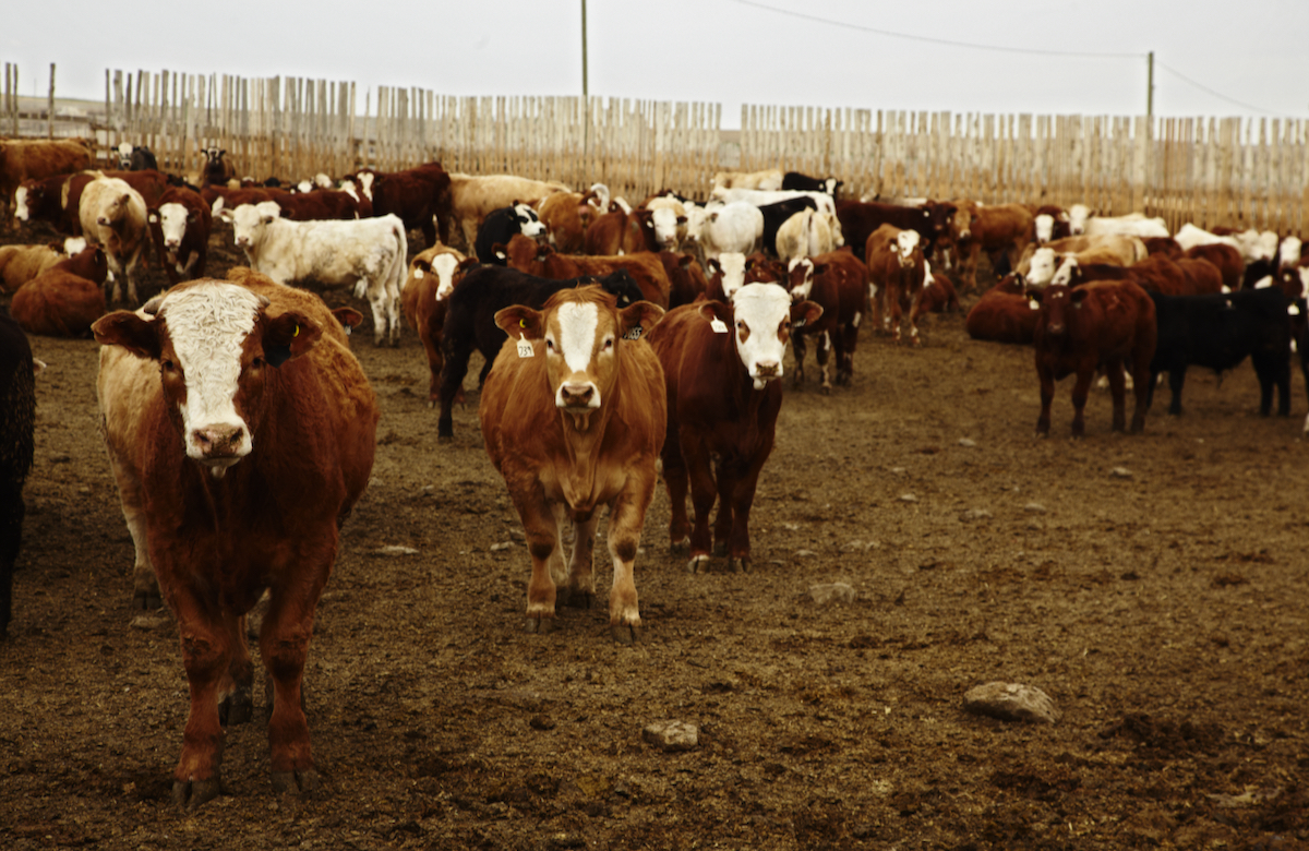 Photo: Canada Beef
