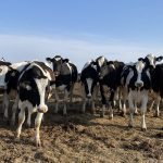 Manitoba spent a lot of effort in past decades to keep bovine tuberculosis out of the province’s cattle. In June 2025, the disease made a return in a Manitoba dairy. (Dairy cattle photographed above are unrelated to the recent bovine tuberculosis finding) Photo: File