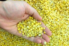 The Redwood Group to no longer hold grain dealer licence