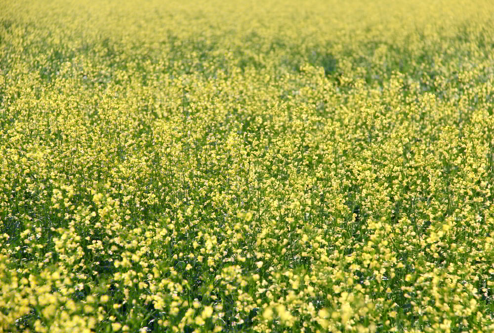 Alberta Crop Report: Seeding near complete amidst dry conditions