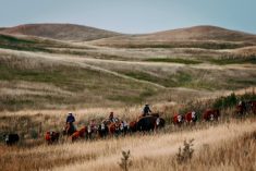people on horseback and a herd of cattle