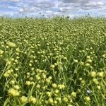 The Diverse Field Crops Cluster is a research project examining how to improve crop production while limiting nitrogen emissions. Crops such as camelina, carinata, flax (seen here), sunflower and mustard are the focus area of the project.  Photo: Greg Berg

