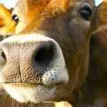 To date, 169 dairy herds have been affected by avian influenza in the U.S.  Photo: Thinkstock
