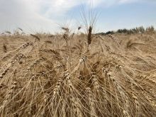 IGC maintains 2025/26 world corn and wheat crop forecasts