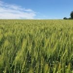 Saskatchewan crop conditions vary, but good to fair overall