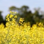 “But we lost a lot of acres… which suggests to me that some organic guys have let some of their organics land go. And they are growing canola on the side,” says Laura Telford. Photo: Greg Berg
