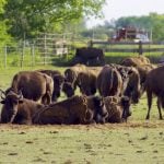 Bison rest from the summer heat in a paddock in the southern Interlake of Manitoba.
 Photo: Alexis Stockford
