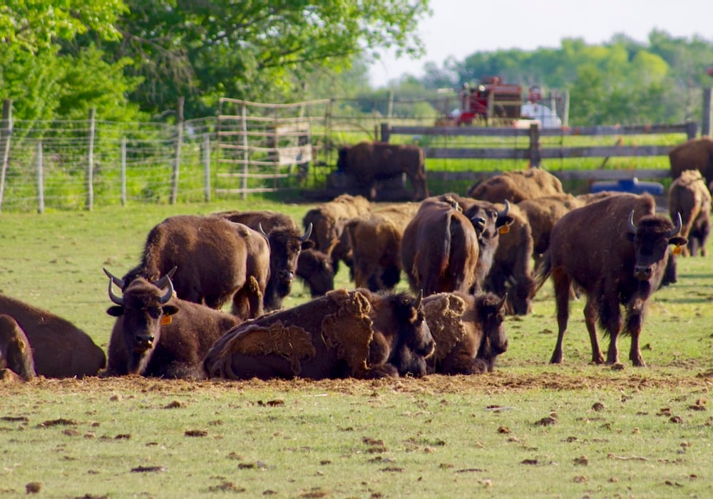 Bison rest from the summer heat in a paddock in the southern Interlake of Manitoba.
 Photo: Alexis Stockford
