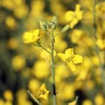 ICE canola weekly outlook: Tight carryout supportive