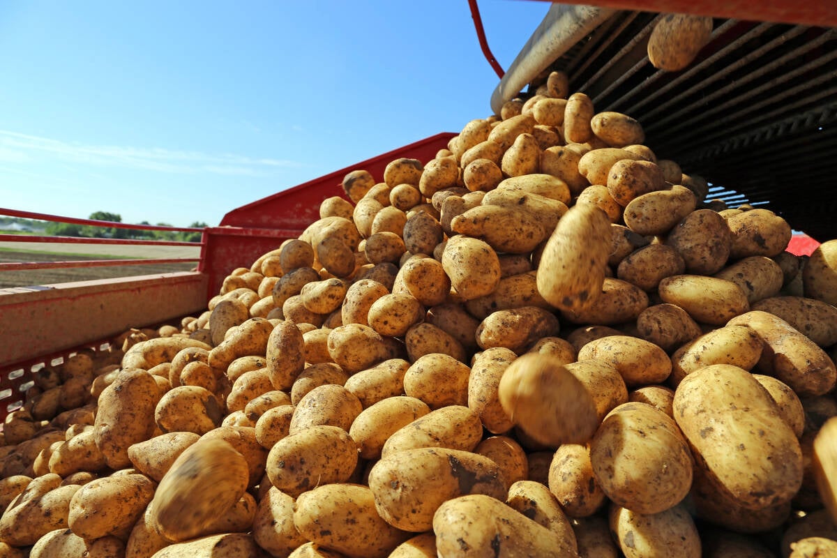 U.S. grains: Soy higher after three-day skid