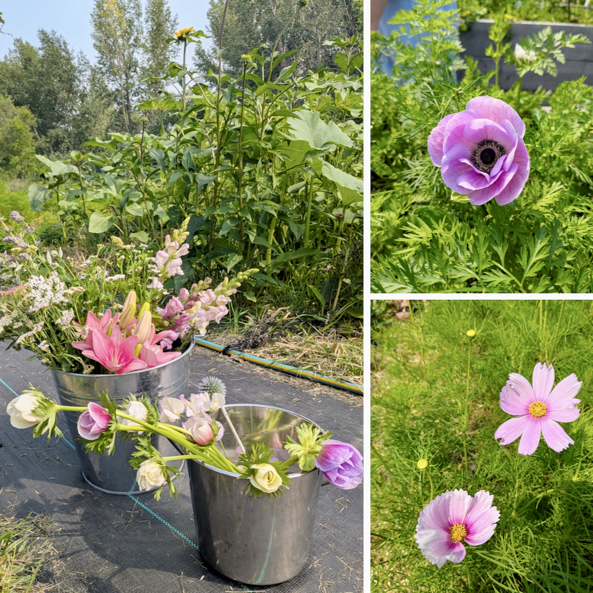 flowers