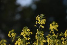 Chinese anti-dumping duties shut market to Canadian canola