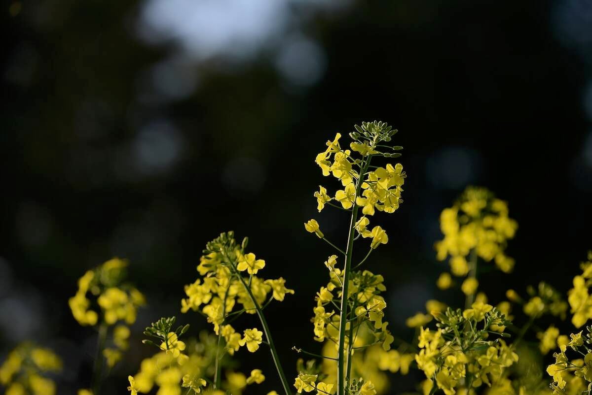 Louis Dreyfus expanding Yorkton canola crush plant