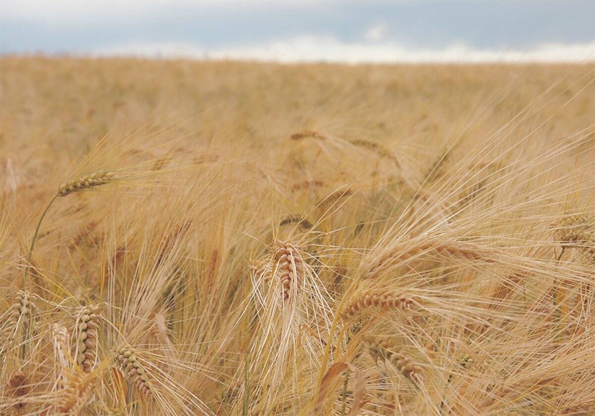 U.S. grains: Chicago corn, soy linger at multi-month lows as weather weighs