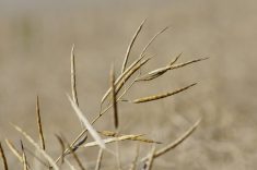 Mature standing canola is ready for harvest in west-central Manitoba in late September. PHOTO: ALEXIS STOCKFORD