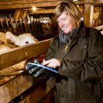 A female farmer in a cattle barn using a tablet