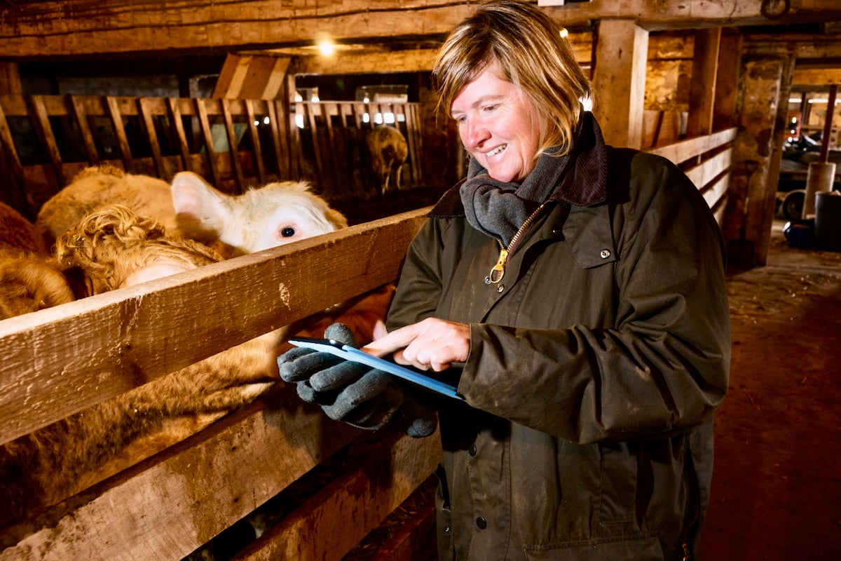 A female farmer in a cattle barn using a tablet