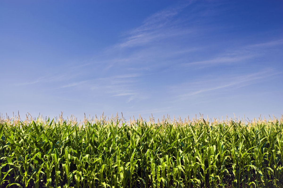 Photo: Thinkstock