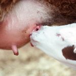 a calf suckling on a cows teat