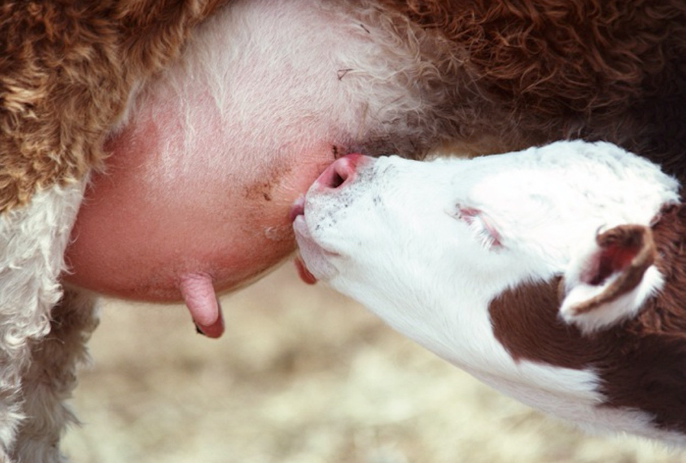 a calf suckling on a cows teat