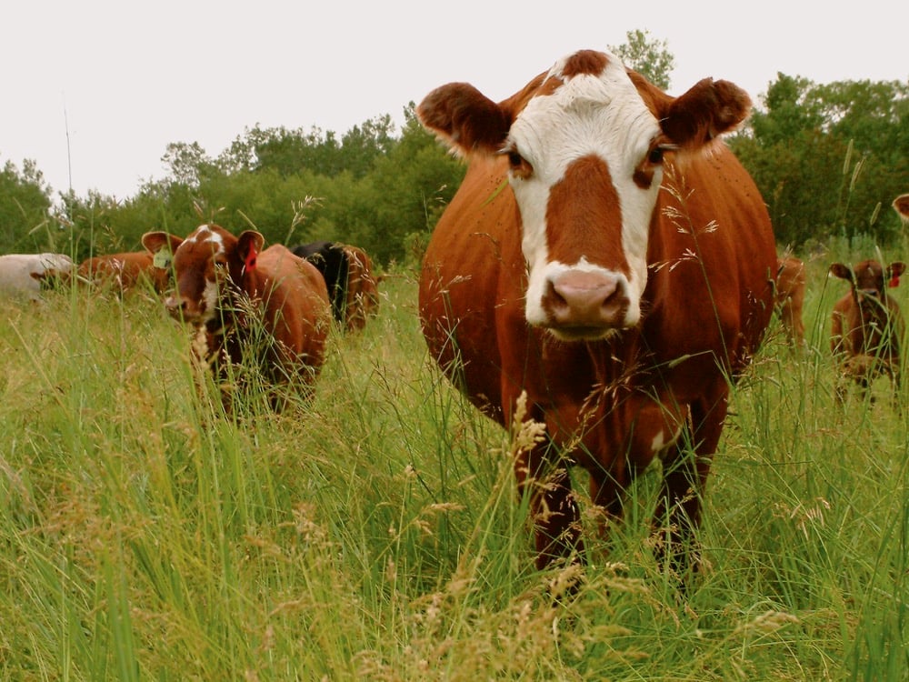 a pregnant cow in a pasture