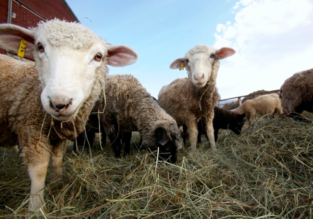 sheep in a paddock