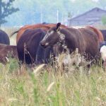cows graze in a pasture of grass in Manitoba