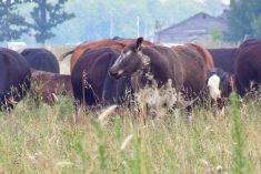 cows graze in a pasture of grass in Manitoba