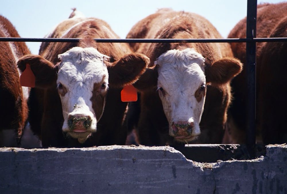 A University of Saskatchewan grad student has been researching how to use ergot-affected grain for feedlot cattle. Photo: File