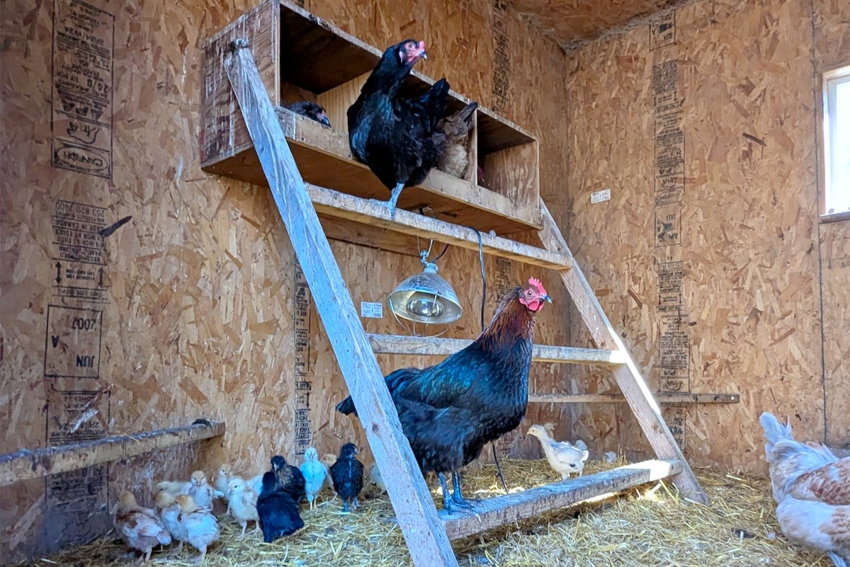 chickens in a chicken coop