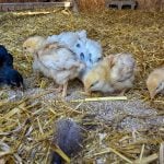 young baby chicks foraging for food in the straw