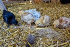 young baby chicks foraging for food in the straw
