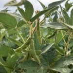 Health Canada proposes new restrictions for dicamba on soybeans