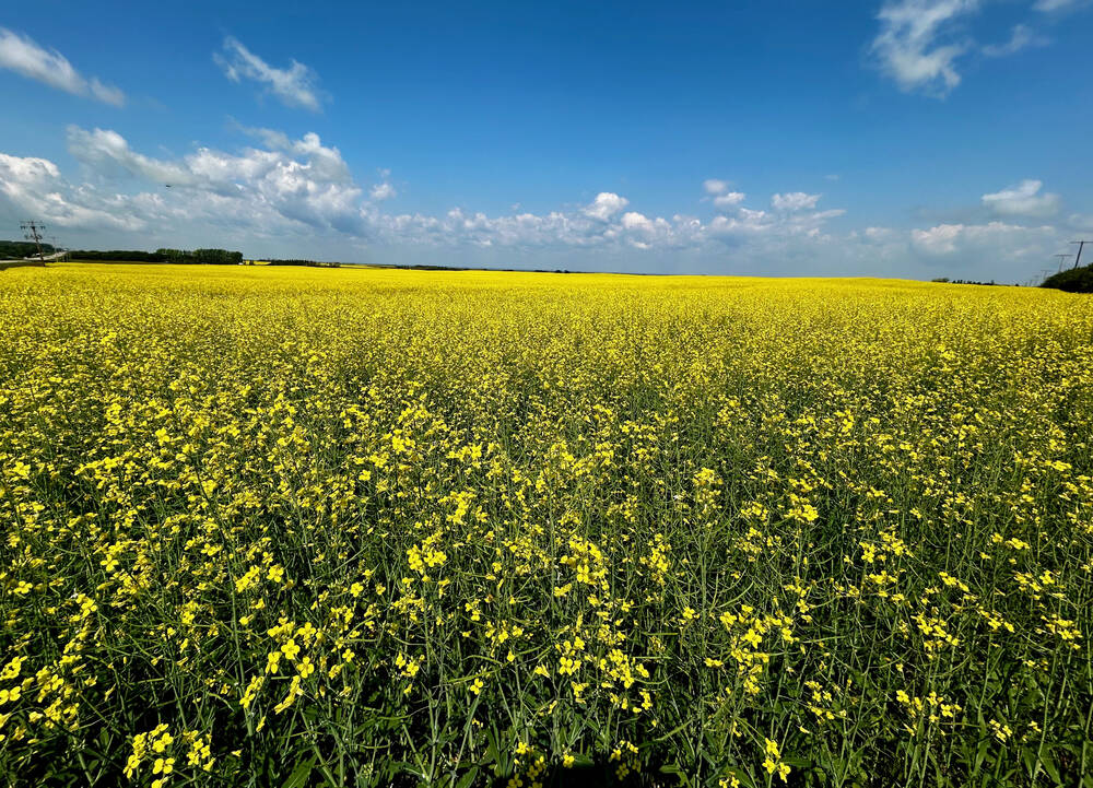 U.S. grains: Soybeans end mostly lower, grains plunge after USDA acres data
