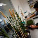 GM wheat gets closer to reality in U.S.