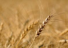 Eastern wheat to be included in Cereals Canada’s harvest assessment