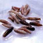 Mexico sees 32 per cent jump in flesh-eating screwworm cases since August as cases move north