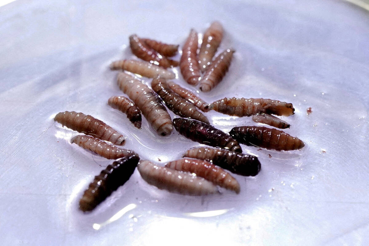 Mexico sees 32 per cent jump in flesh-eating screwworm cases since August as cases move north