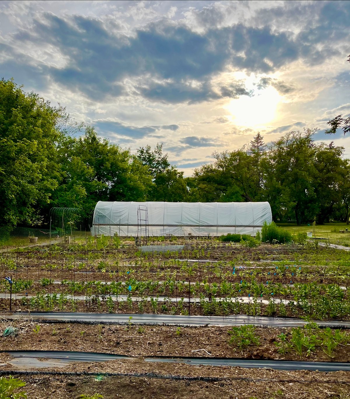 a bare flower garden with a greenhouse in the background