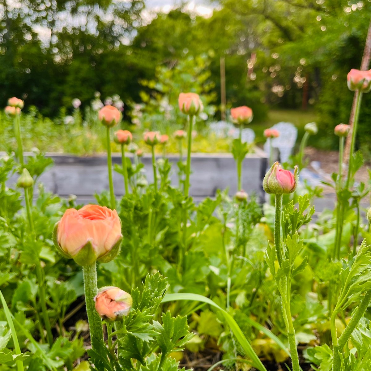 flowers in a garden