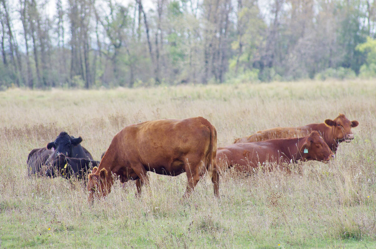 Klassen: Alberta demand drives feeder market higher