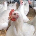France raises bird flu alert level to &#8216;high&#8217; after new cases