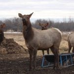 The Canadian Food Inspection Agency is seeking feedback on proposed changes to its Chronic Wasting Disease Control Program. Photo: File
