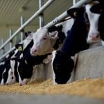 Holstein cattle earmarked for veal chow down in a feedlot. PHOTO: FARM &amp; FOOD CARE ONTARIO

