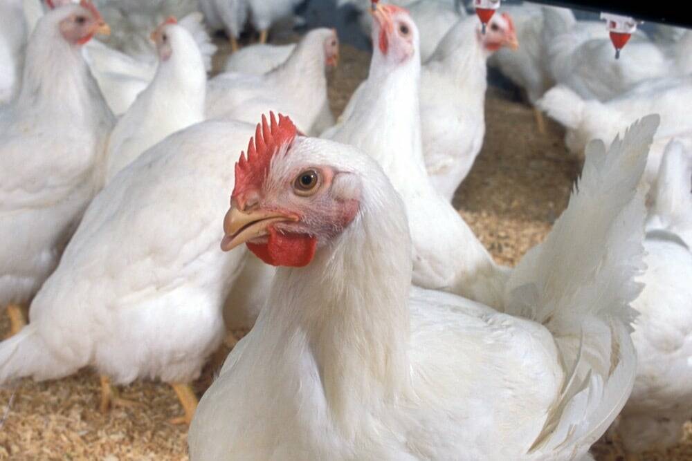 U.S. EPA draft report calls out atrazine for risk to animals